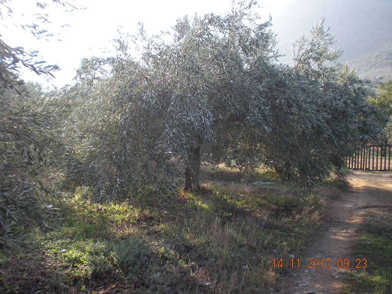The Greek olive oil 2020
