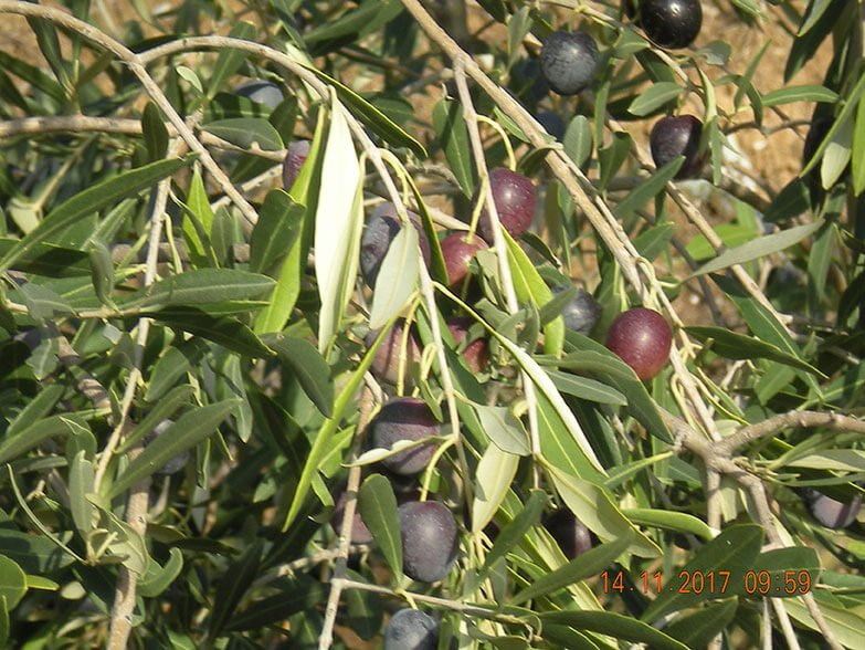 Useful TIPS for the maintenance of olive oil