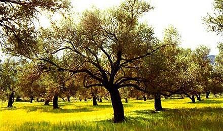 Olive tree and olive oil
