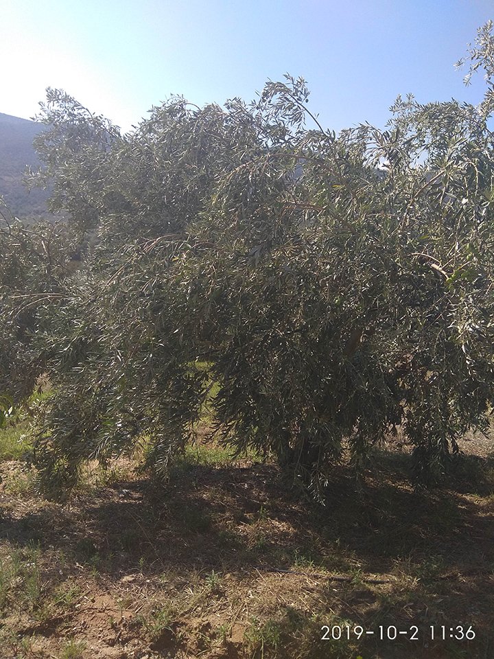 2019 is considered a good olive year by many