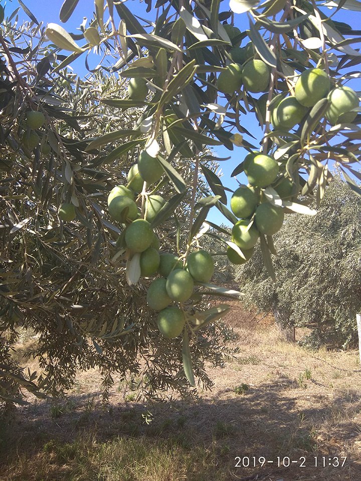 2019 is considered a good olive year by many